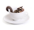 Cute sugarglider in white ceramic cup. Royalty Free Stock Photo