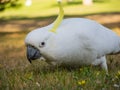 Cute sulfur-crested cockatoo bird alone walking on a green glass in close-up at the centennial park, Sydney.