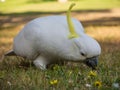 Cute sulfur-crested cockatoo bird alone walking on a green glass in close-up at the centennial park, Sydney.