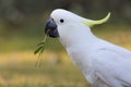 A cute Sulphur Crested Cockatoo eating grass