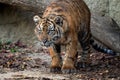 Cute sumatran tiger cub Royalty Free Stock Photo