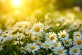 Cute summer daisies in the sun, a symbol of natural beauty and simplicity, sunny flowers embody tenderness, sincerity