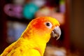 Cute sun conure eating and looking at the camera