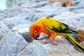 Cute Sun conure in lovely posture