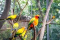 cute Sun Conure parrot birds on the tree branch
