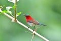 So Cute Sunbird. Royalty Free Stock Photo