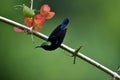 So Cute Sunbird. Royalty Free Stock Photo