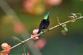 So Cute Sunbird. Royalty Free Stock Photo