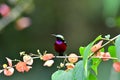 So Cute Sunbird. Royalty Free Stock Photo