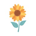 Cute sunflower with green leaves. Vector illustration in flat style Royalty Free Stock Photo