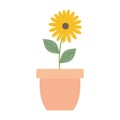 Cute sunflower and leafs plant in ceramic pot