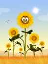 Cute sunflowers field