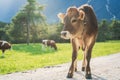 Cute sunlit calf on an alpine pasture meadow with grazing cows in the mountains, Mieming, Tirol, Austria Royalty Free Stock Photo