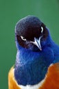 Colored Bird. Cute Superb Starling