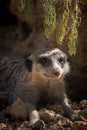 Cute suricate meerkat form africa