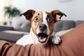 cute surprised dog on a couch