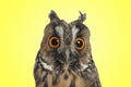 Cute surprised eagle owl with big eyes on yellow background Royalty Free Stock Photo