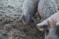 Cute Sus scrofa domesticus, Mangalica pig Royalty Free Stock Photo