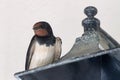 Cute swallow portrait on top of a lamp. Royalty Free Stock Photo