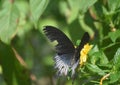 Cute swallowtail butterfly on a yellow flower Royalty Free Stock Photo
