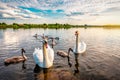 Cute swan family on the lake at sunset Royalty Free Stock Photo