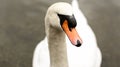 Cute Swan in London City Royalty Free Stock Photo