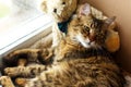 Cute sweet cat lying sleepy in craft box with his teddy bear on