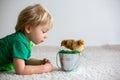 Cute sweet little blond child, toddler boy, playing with little chicks at home, baby chicks in child Royalty Free Stock Photo