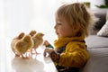 Cute sweet little blond child, toddler boy, playing with little chicks at home, baby chicks in child Royalty Free Stock Photo