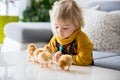 Cute sweet little blond child, toddler boy, playing with little chicks at home, baby chicks in child Royalty Free Stock Photo