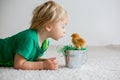 Cute sweet little blond child, toddler boy, playing with little chicks at home, baby chicks in child Royalty Free Stock Photo