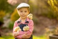 Cute sweet little blond child, toddler boy, playing with little chicks in the park, baby chicks and kid Royalty Free Stock Photo