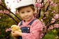 Cute sweet little blond child, toddler boy, playing with little chicks in the park, baby chicks and kid Royalty Free Stock Photo