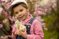 Cute sweet little blond child, toddler boy, playing with little chicks in the park, baby chicks and kid Royalty Free Stock Photo