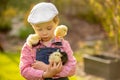 Cute sweet little blond child, toddler boy, playing with little chicks in the park, baby chicks and kid Royalty Free Stock Photo