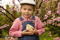 Cute sweet little blond child, toddler boy, playing with little chicks in the park, baby chicks and kid Royalty Free Stock Photo