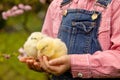 Cute sweet little blond child, toddler boy, playing with little chicks in the park, baby chicks and kid Royalty Free Stock Photo