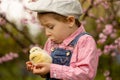 Cute sweet little blond child, toddler boy, playing with little chicks in the park, baby chicks and kid Royalty Free Stock Photo