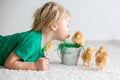 Cute sweet little blond child, toddler boy, playing with little chicks at home, baby chicks in child Royalty Free Stock Photo