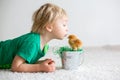 Cute sweet little blond child, toddler boy, playing with little chicks at home, baby chicks in child Royalty Free Stock Photo