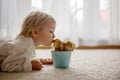 Cute sweet little blond child, toddler boy, playing with little chicks at home, baby chicks in child Royalty Free Stock Photo