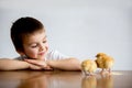 Cute sweet little child, preschool boy, playing with little chic Royalty Free Stock Photo