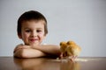 Cute sweet little child, preschool boy, playing with little chic Royalty Free Stock Photo