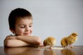 Cute sweet little child, preschool boy, playing with little chic Royalty Free Stock Photo