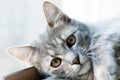 Cute sweet little gray cat kitten portrait close-up Royalty Free Stock Photo