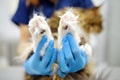 Cute paws of Maine Coon cat. Professional veterinarian petting cat before examining at veterinary clinic. Pet vaccination in vet Royalty Free Stock Photo