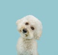 Cute and sweet poodle puppy dog thinking and tilting head side. Isolated on blue pastel background Royalty Free Stock Photo