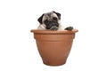 Cute sweet pug dog sitting in terracotta plant pot