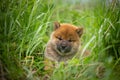 Cute and sweet red shiba inu puppy lying in the green grass in summer