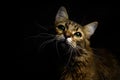 cute sweet tabby cat with interesting wise look on black background